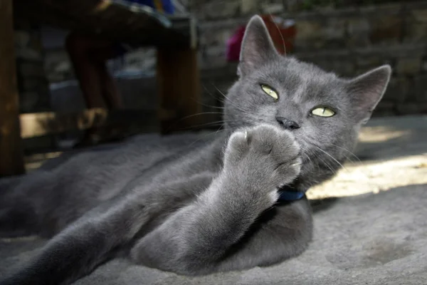 kedi öpücük