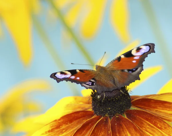 stock image Butterfly on yellow flower