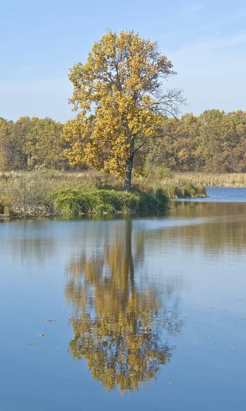 stock image Tree near the shore