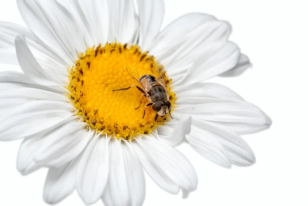 Daisy fly — Stok fotoğraf