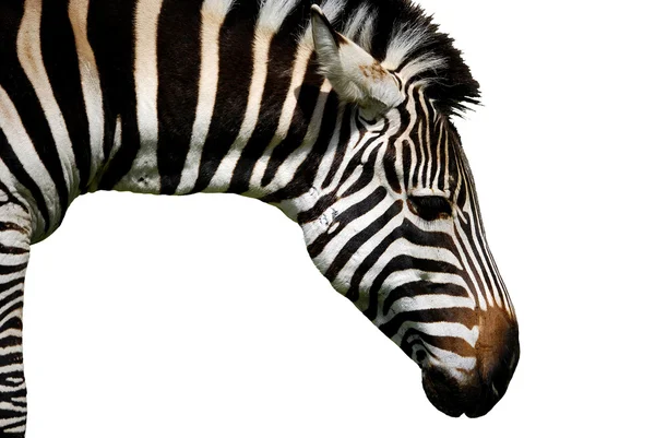 Stock image Zebra