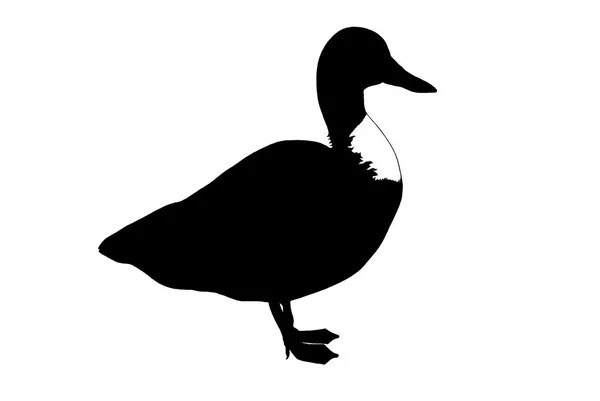 Duck — Stock Vector