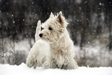 West Highland White Terrier clipart