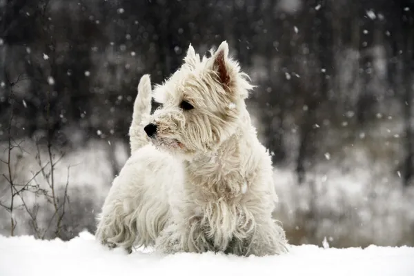 West Highland White Terrier lizenzfreie Stockbilder