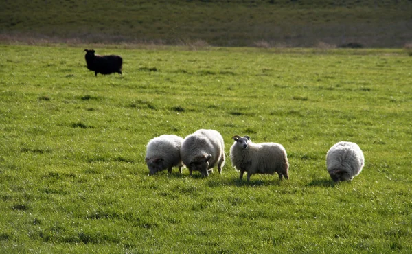 Islandzkie owce — Zdjęcie stockowe