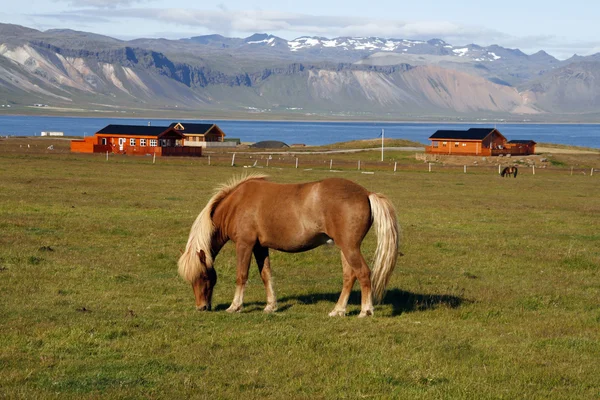 アイスランドの馬 ストック写真
