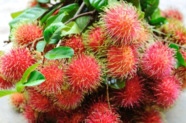 taze rambutan