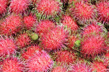 taze rambutan