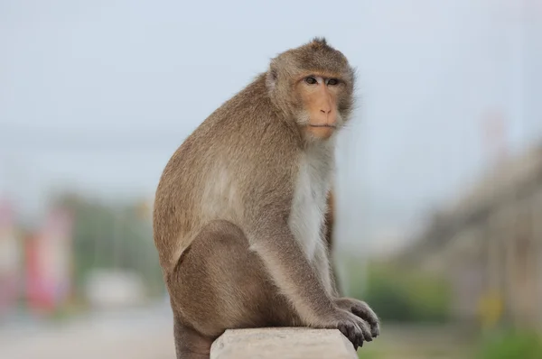 stock image Alone Monkey