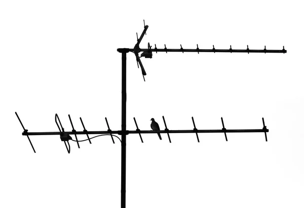 Duvan på antennen — Stockfoto