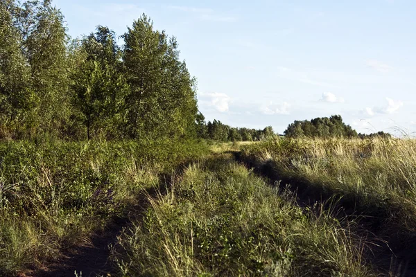 stock image Country road along wood