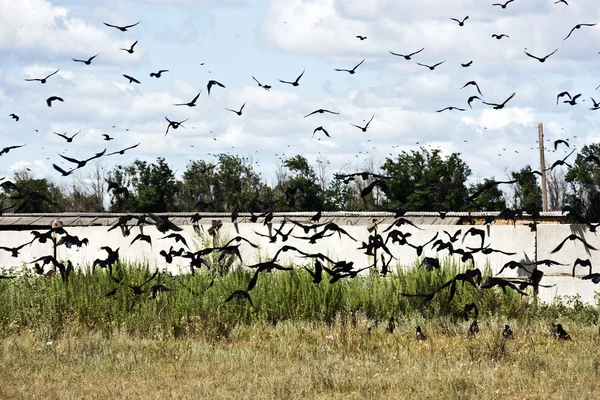 Vuelo de cuervos —  Fotos de Stock