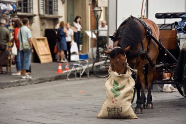 The Florentine horse about the Cathedral. Florence. clipart