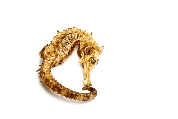 Hediyelik eşya kurutulmuş vernik hippocampus (deniz atı) — Stok fotoğraf