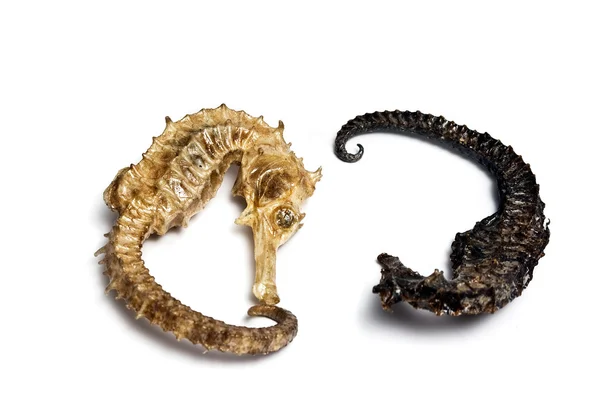 Souvenir vernis gedroogd hippocampus (zee-paard) — Stockfoto