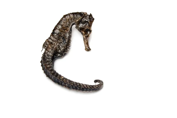 Souvenir lacken torkat hippocampus (sjöhäst) — Stockfoto