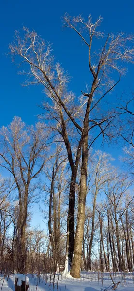 stock image Winter trees