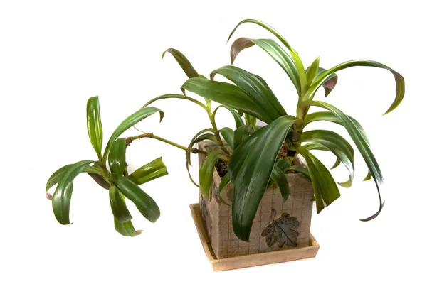 stock image House plant