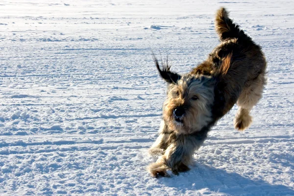 stock image Playing dog