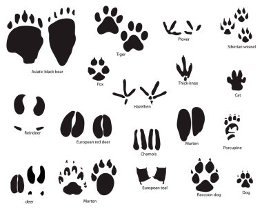 Animal trails with title clipart