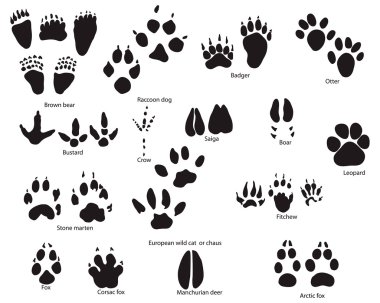 Animal trails with title clipart