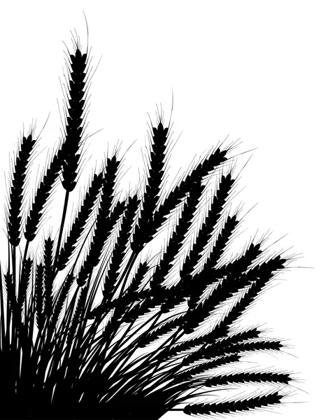 小麦和草 — 图库矢量图片