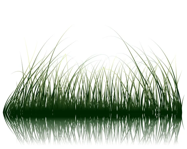 Grass on water — Stock Vector