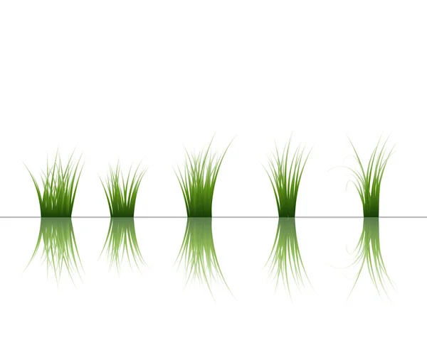Gras op water — Stockvector