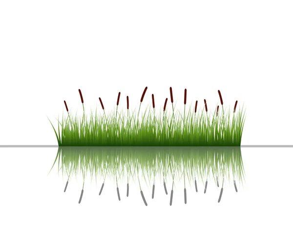 Herbe sur l'eau — Image vectorielle