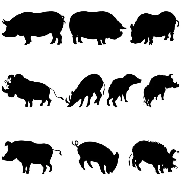 Domuzu ve Yaban domuzları siluetleri seti — Stok Vektör