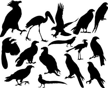 Vector birds clipart