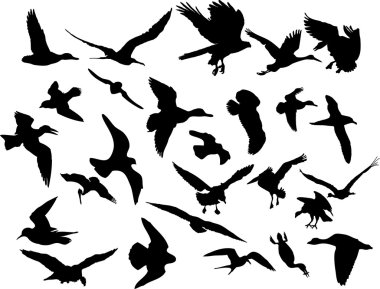 Vector flying birds clipart