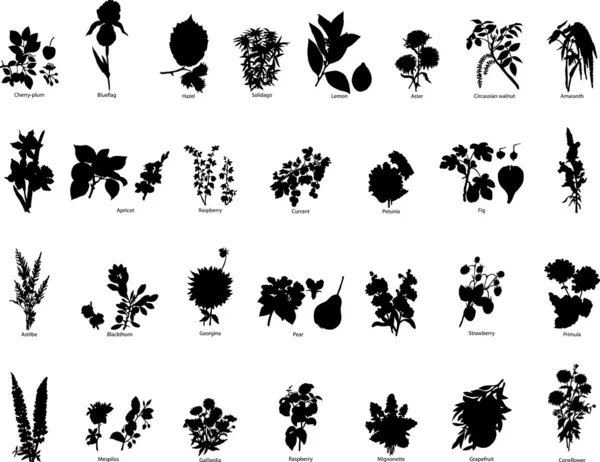 Meyveler ve çiçekler silhouettes — Stok Vektör