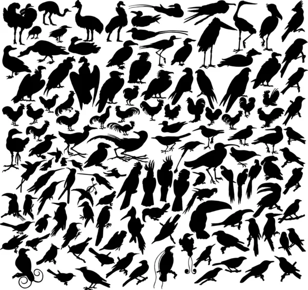 Aves vectoriales — Archivo Imágenes Vectoriales