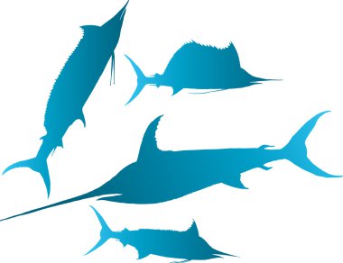 Marlin, sailfish vektör