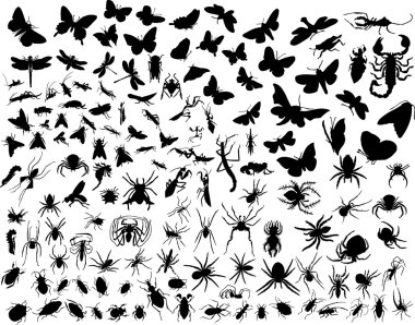 Vector insects