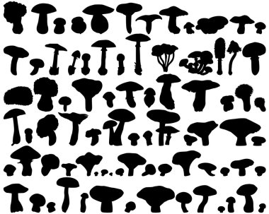 Fungus clipart