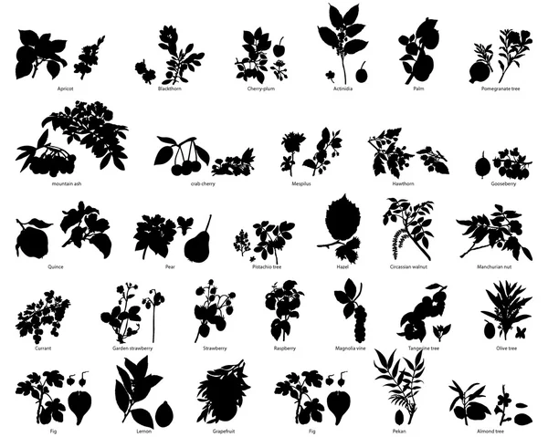 Ensemble de plantes — Image vectorielle