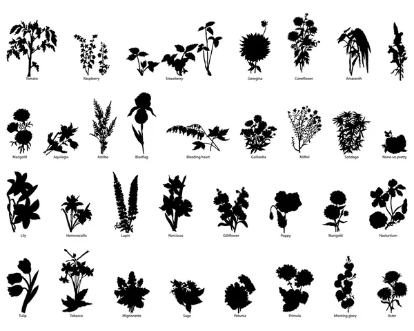 Serie di piante — Vettoriale Stock