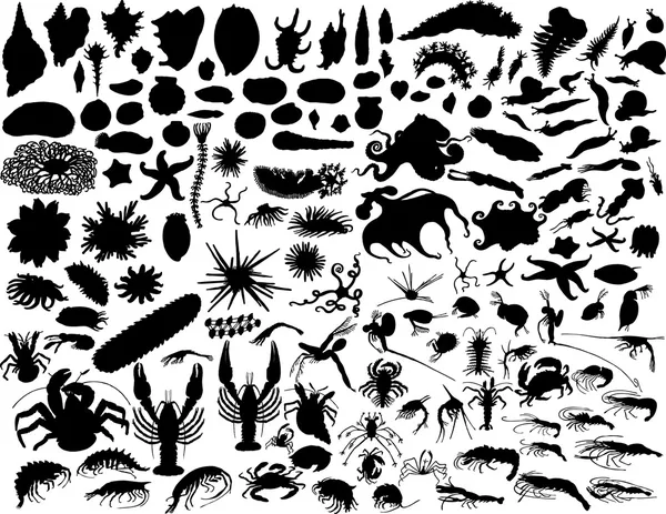 Vector mollusks — Stock Illustration Vector mollusks Vector Graphics