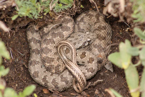 Stock image Snake