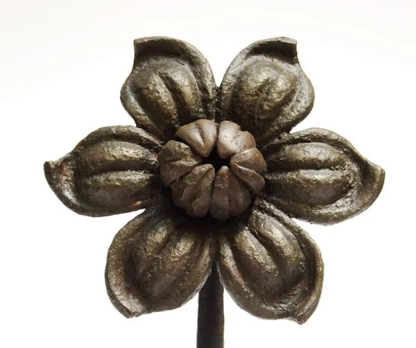 38 Ornamental Flower — Stock Photo, Image