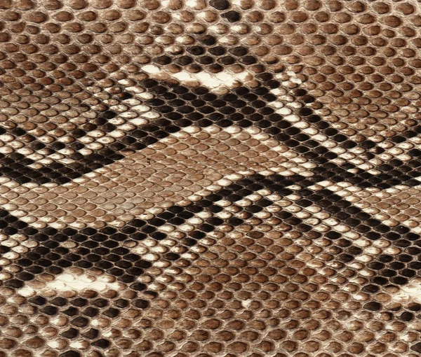 Hintergrund Schlangenhaut — Stockfoto