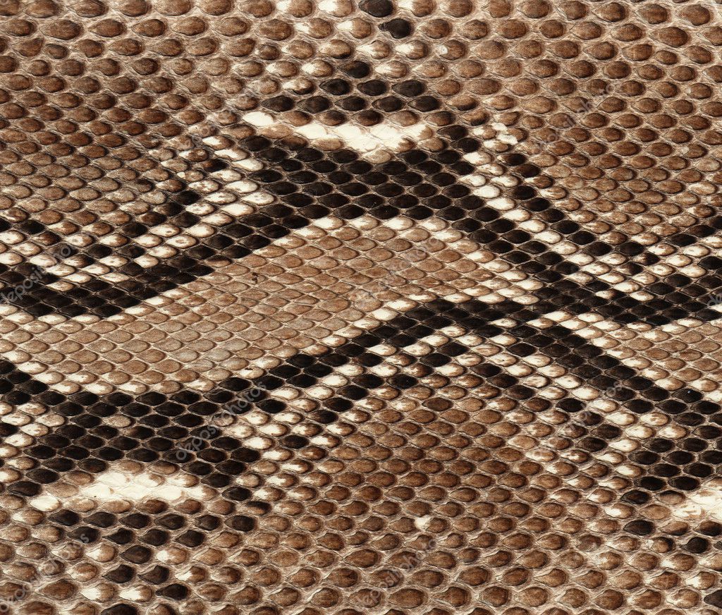 ヘビの皮の背景 ストック写真 C April