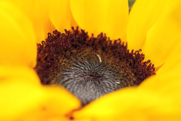 stock image Sunflower Close up