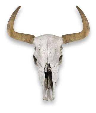 Cow Skull clipart