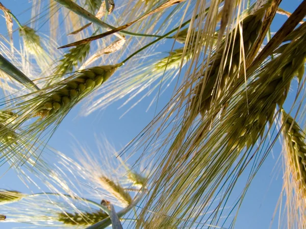 Klas pšenice — Stock fotografie