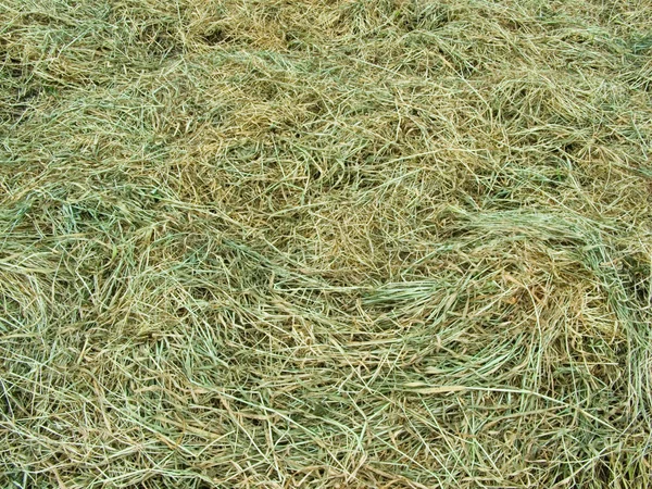 乾燥干し草 — ストック写真