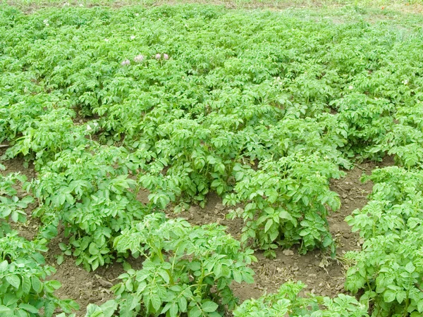 stock image Field with potatoes