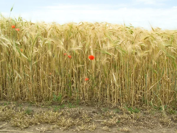 Pšenice nedaleko silnice — Stock fotografie